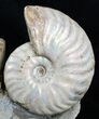 Two Species Ammonites Mounted In Great Display #2051-3